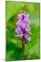 Sweden, Norrbotten, Abisko, Torne Lake. Heath Spotted Orchid.-Fredrik Norrsell-Mounted Photographic Print