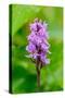 Sweden, Norrbotten, Abisko, Torne Lake. Heath Spotted Orchid.-Fredrik Norrsell-Stretched Canvas