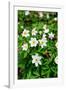 Sweden, Skane. Wood Anemone (Anemone nemorosa), flowering in early spring.-Fredrik Norrsell-Framed Photographic Print