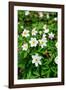 Sweden, Skane. Wood Anemone (Anemone nemorosa), flowering in early spring.-Fredrik Norrsell-Framed Photographic Print