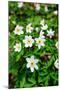 Sweden, Skane. Wood Anemone (Anemone nemorosa), flowering in early spring.-Fredrik Norrsell-Mounted Photographic Print