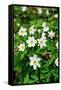 Sweden, Skane. Wood Anemone (Anemone nemorosa), flowering in early spring.-Fredrik Norrsell-Framed Stretched Canvas
