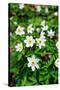 Sweden, Skane. Wood Anemone (Anemone nemorosa), flowering in early spring.-Fredrik Norrsell-Stretched Canvas
