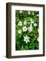 Sweden, Skane. Wood Anemone (Anemone nemorosa), flowering in early spring.-Fredrik Norrsell-Framed Photographic Print