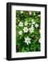 Sweden, Skane. Wood Anemone (Anemone nemorosa), flowering in early spring.-Fredrik Norrsell-Framed Photographic Print