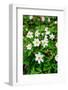 Sweden, Skane. Wood Anemone (Anemone nemorosa), flowering in early spring.-Fredrik Norrsell-Framed Photographic Print