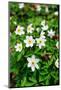 Sweden, Skane. Wood Anemone (Anemone nemorosa), flowering in early spring.-Fredrik Norrsell-Mounted Photographic Print