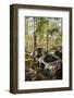 Sweden, Smaland, Ryd, Kyrko Mosse Car Cemetery, former junkyard now pubic park, junked cars-Walter Bibikow-Framed Photographic Print