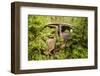 Sweden, Smaland, Ryd, Kyrko Mosse Car Cemetery, former junkyard now pubic park, junked cars-Walter Bibikow-Framed Photographic Print