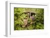 Sweden, Smaland, Ryd, Kyrko Mosse Car Cemetery, former junkyard now pubic park, junked cars-Walter Bibikow-Framed Photographic Print