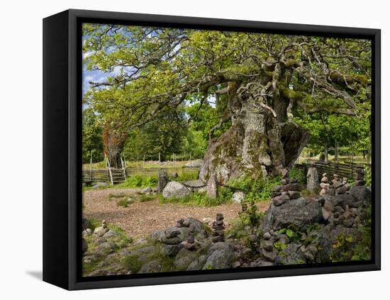 Sweden, Smaland, Vimmerby, English Oak, 1000 Years Kvills Oak in Rumskulla, Natural Monument-K. Schlierbach-Framed Stretched Canvas