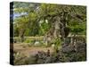 Sweden, Smaland, Vimmerby, English Oak, 1000 Years Kvills Oak in Rumskulla, Natural Monument-K. Schlierbach-Stretched Canvas