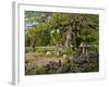 Sweden, Smaland, Vimmerby, English Oak, 1000 Years Kvills Oak in Rumskulla, Natural Monument-K. Schlierbach-Framed Photographic Print