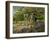 Sweden, Smaland, Vimmerby, English Oak, 1000 Years Kvills Oak in Rumskulla, Natural Monument-K. Schlierbach-Framed Photographic Print