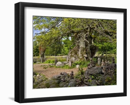 Sweden, Smaland, Vimmerby, English Oak, 1000 Years Kvills Oak in Rumskulla, Natural Monument-K. Schlierbach-Framed Photographic Print