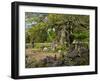 Sweden, Smaland, Vimmerby, English Oak, 1000 Years Kvills Oak in Rumskulla, Natural Monument-K. Schlierbach-Framed Photographic Print