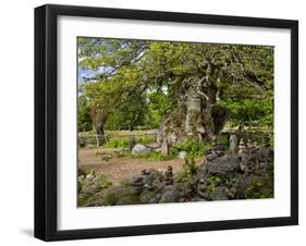 Sweden, Smaland, Vimmerby, English Oak, 1000 Years Kvills Oak in Rumskulla, Natural Monument-K. Schlierbach-Framed Photographic Print