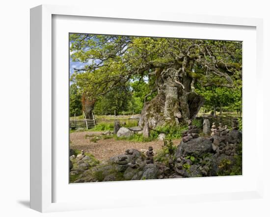 Sweden, Smaland, Vimmerby, English Oak, 1000 Years Kvills Oak in Rumskulla, Natural Monument-K. Schlierbach-Framed Photographic Print