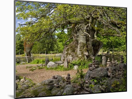 Sweden, Smaland, Vimmerby, English Oak, 1000 Years Kvills Oak in Rumskulla, Natural Monument-K. Schlierbach-Mounted Photographic Print