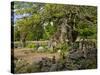 Sweden, Smaland, Vimmerby, English Oak, 1000 Years Kvills Oak in Rumskulla, Natural Monument-K. Schlierbach-Stretched Canvas