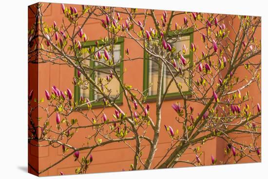 Sweden, Stockholm, Gamla Stan, Old Town, magnolia tree, spring-Walter Bibikow-Stretched Canvas