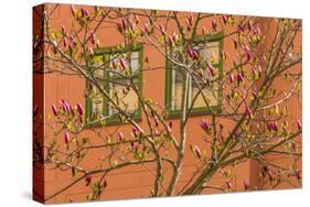 Sweden, Stockholm, Gamla Stan, Old Town, magnolia tree, spring-Walter Bibikow-Stretched Canvas