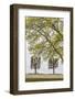 Sweden, Stockholm, trees, early spring-Walter Bibikow-Framed Photographic Print