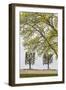 Sweden, Stockholm, trees, early spring-Walter Bibikow-Framed Photographic Print