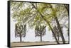 Sweden, Stockholm, trees, early spring-Walter Bibikow-Framed Stretched Canvas