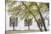 Sweden, Stockholm, trees, early spring-Walter Bibikow-Stretched Canvas