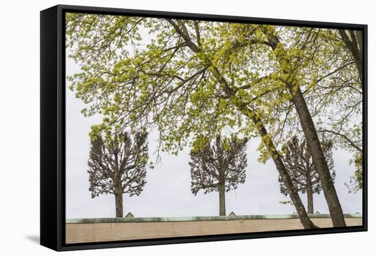 Sweden, Stockholm, trees, early spring-Walter Bibikow-Framed Stretched Canvas