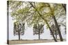 Sweden, Stockholm, trees, early spring-Walter Bibikow-Stretched Canvas