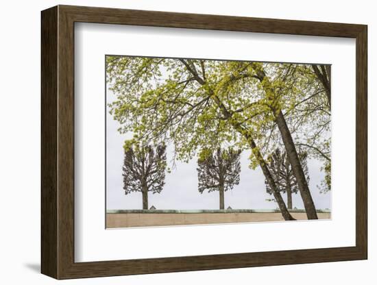 Sweden, Stockholm, trees, early spring-Walter Bibikow-Framed Photographic Print