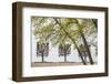 Sweden, Stockholm, trees, early spring-Walter Bibikow-Framed Photographic Print