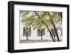 Sweden, Stockholm, trees, early spring-Walter Bibikow-Framed Photographic Print