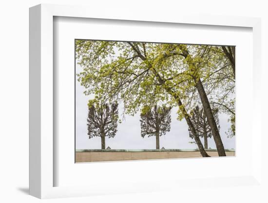 Sweden, Stockholm, trees, early spring-Walter Bibikow-Framed Photographic Print