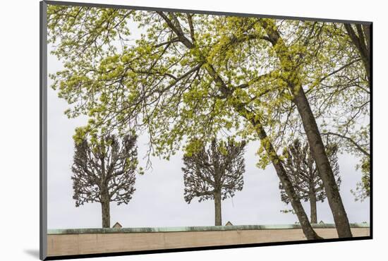 Sweden, Stockholm, trees, early spring-Walter Bibikow-Mounted Photographic Print