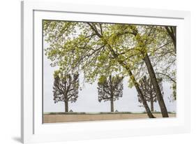 Sweden, Stockholm, trees, early spring-Walter Bibikow-Framed Photographic Print