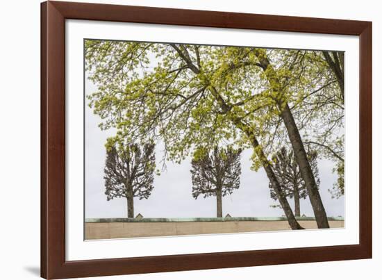 Sweden, Stockholm, trees, early spring-Walter Bibikow-Framed Photographic Print