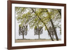 Sweden, Stockholm, trees, early spring-Walter Bibikow-Framed Photographic Print