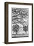 Sweden, Stockholm, trees, early spring-Walter Bibikow-Framed Photographic Print