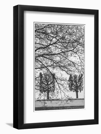 Sweden, Stockholm, trees, early spring-Walter Bibikow-Framed Photographic Print