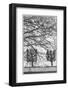 Sweden, Stockholm, trees, early spring-Walter Bibikow-Framed Photographic Print