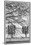 Sweden, Stockholm, trees, early spring-Walter Bibikow-Mounted Photographic Print