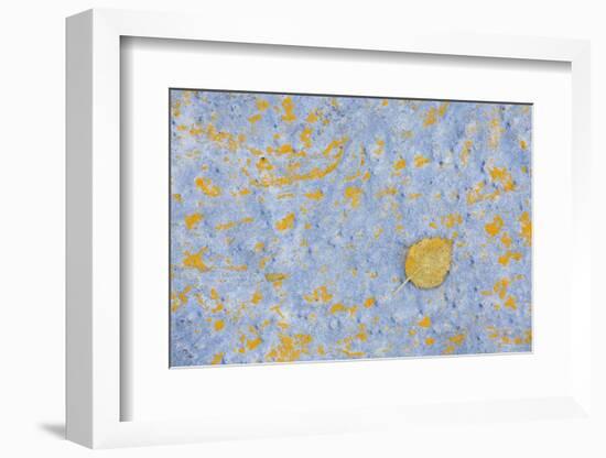 Sweden, Stone, Lichens, Leaf, Yellow-Rainer Mirau-Framed Photographic Print