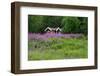 Sweden, Sweden Small House Between Pink Blooming Fireweed Midsummer Night Flowers-K. Schlierbach-Framed Photographic Print