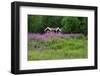 Sweden, Sweden Small House Between Pink Blooming Fireweed Midsummer Night Flowers-K. Schlierbach-Framed Photographic Print