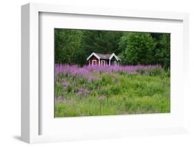 Sweden, Sweden Small House Between Pink Blooming Fireweed Midsummer Night Flowers-K. Schlierbach-Framed Photographic Print