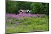 Sweden, Sweden Small House Between Pink Blooming Fireweed Midsummer Night Flowers-K. Schlierbach-Mounted Photographic Print