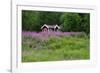 Sweden, Sweden Small House Between Pink Blooming Fireweed Midsummer Night Flowers-K. Schlierbach-Framed Photographic Print